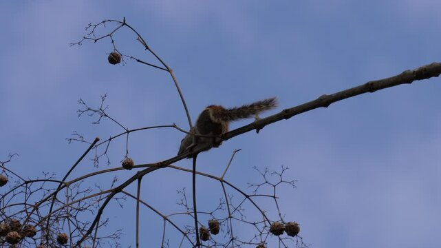 Indian palm squirrel or Funambulus palmarum perched on a branch with seed pods against a clear blue sky