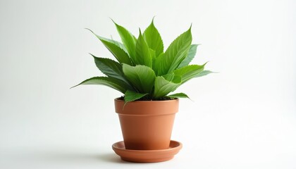 Fototapeta premium Green houseplant in pot against white background. Rich green leaves, terracotta flowerpot. Home decor, indoor gardening, adds freshness, natural touch to interior design. Botany, nature, home, garden.