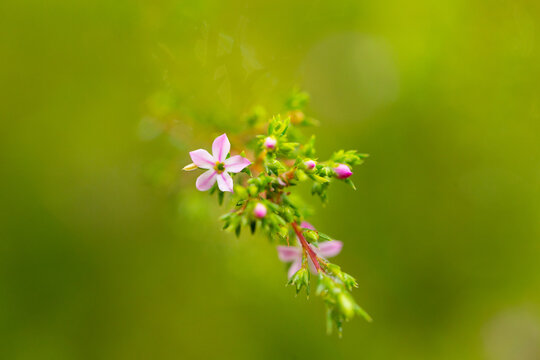 macro shot of small flower with blurred green background