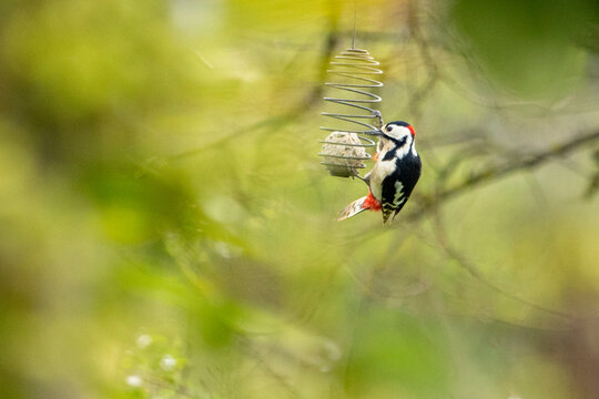 Pic syriaque agripp&eacute; &agrave; une suspension de boule de graisse et picorant des graines de tournesol