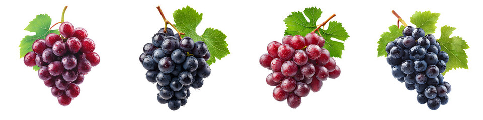 Fototapeta premium Bunches of fresh, organic grapes on the vine