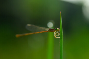dragonfly on a leaf
