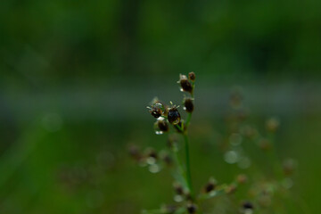 dew on the flower