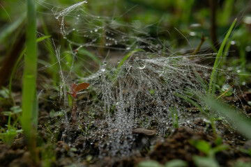 spider web with dew drops