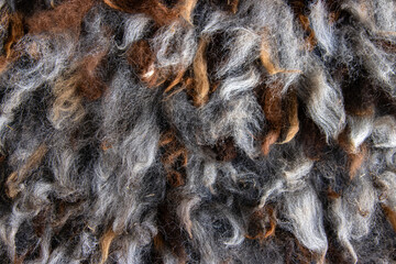 Closeup of natural alpaca wool fleece in shades of brown, gray, and white. Detailed texture of mixed color fibers. Sustainable resources, felting craftsmanship, design, warmth concept.