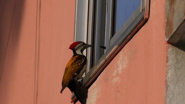 Black-rumped Flameback, also known as the Lesser Golden-backed Woodpecker is clinging to a wall near a window	
