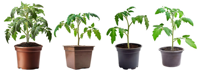 Tomato seedlings progressing through growth stages, potted and prepared for garden transplanting, displayed on clear background