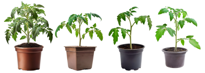 Tomato seedlings progressing through growth stages, potted and prepared for garden transplanting, displayed on clear background