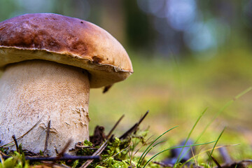 Closeup of a wild porcini mushroom growing in a Finnish forest. Boletus edulis fungus on a green moos floor. Southern Finland, Kymenlaakso, Europe. Copy space. Selective focus