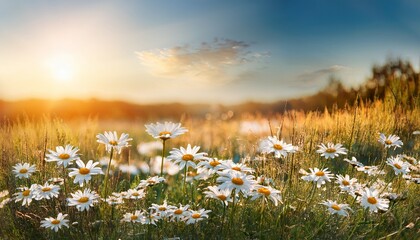 summertime chamomile flowers on the summer meadow natural backgrounds ai generated