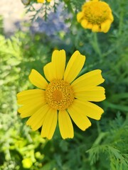 Bright yellow flower blooming under sunlight in a garden surrounded by green foliage