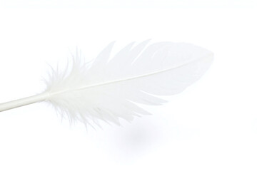 white feather on a white background