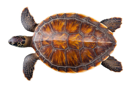 Detailed top view of sea turtle with patterned shell on black background, cut out