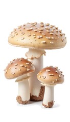 Obraz premium mushrooms on a white background