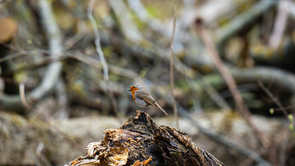 a small bird sitting on top of a piece of wood, a robin (Erithacus rubecula)