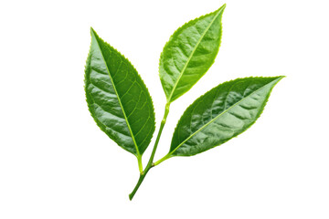 Obraz premium Close-up of fresh green tea leaves isolated on black background, cut out