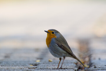 European robin standing on the ground close-up