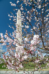 Cherry blossoms against the Washington Monument and blue sky.