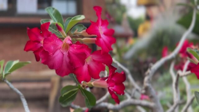 Adenium obesum flowers in close-up with pink petals and white centers in natural garden view
