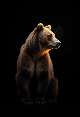 Obraz premium brown bear on a black background