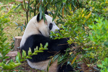 Chengdu, Sichuan, China. 10-28-2024.  Panda in the panda conservation center  in Chengdu, China.