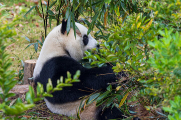 Chengdu, Sichuan, China. 10-28-2024.  Panda in the panda conservation center  in Chengdu, China.