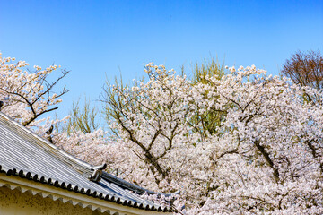 山形城　桜満開
