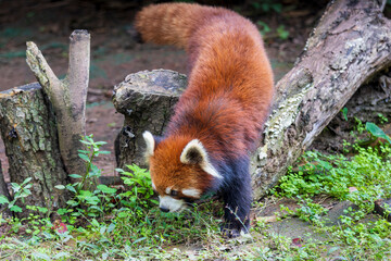 Chengdu, Sichuan, China. 10-28-2024.  Red panda in the panda conservation center in Chengdu, China.