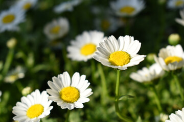 white Common daisy beautiful flowers with blur green background in garden, White beautiful daisies on a field in green grass, Oxeye daisy, Leucanthemum vulgare, Daisies, Dox-eye, Dog daisy in nature