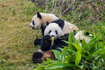 Chengdu, Sichuan, China. 10-28-2024.  Panda in the panda conservation center  in Chengdu, China.