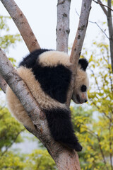 Chengdu, Sichuan, China. 10-28-2024.  Panda in the panda conservation center  in Chengdu, China.