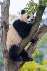 Chengdu, Sichuan, China. 10-28-2024.  Panda in the panda conservation center  in Chengdu, China.