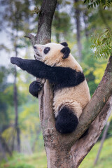 Chengdu, Sichuan, China. 10-28-2024.  Panda in the panda conservation center  in Chengdu, China.