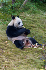 Chengdu, Sichuan, China. 10-28-2024.  Panda in the panda conservation center  in Chengdu, China.