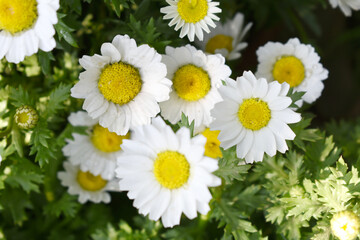 Fototapeta premium white Common daisy beautiful flowers with blur green background in garden, White beautiful daisies on a field in green grass, Oxeye daisy, Leucanthemum vulgare, Daisies, Dox-eye, Dog daisy in nature