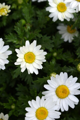 white Common daisy beautiful flowers with blur green background in garden, White beautiful daisies on a field in green grass, Oxeye daisy, Leucanthemum vulgare, Daisies, Dox-eye, Dog daisy in nature