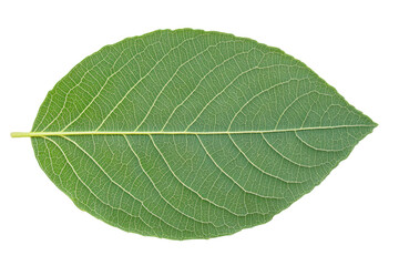 Obraz premium Close-up of green leaf with detailed vein patterns isolated on black, cut out