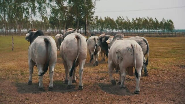 Brahman bulls walking in the field