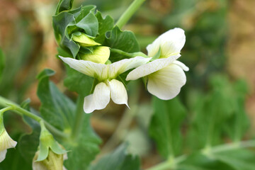 Flowering pea plant. White flowers closeup. Flower of pea plant close up. Natural green pea plants as spring background, peas plant flower closeup, peas blossom closeup white flower on vegetable plant