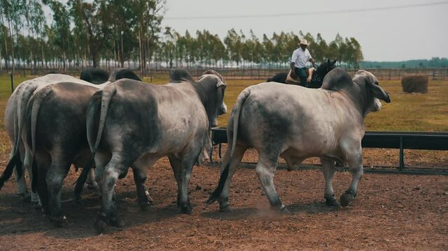 Group of Brahman bulls in the field