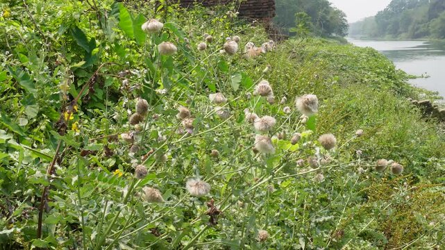 Cirsium arvense, commonly known as creeping thistle or Canada thistle