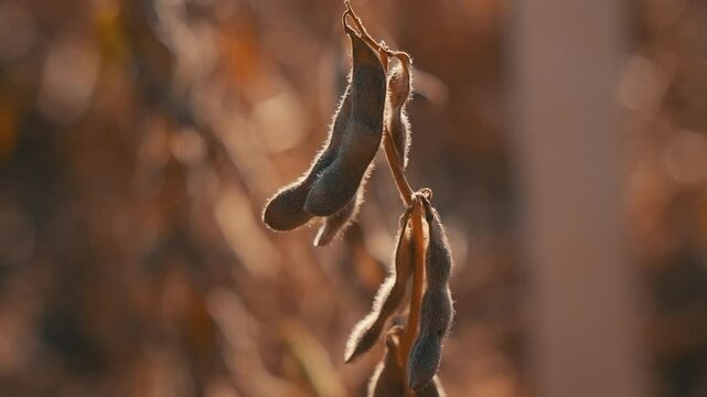 Soybean pod at sunset