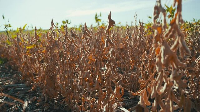 Panoramic view of mature soybean crop at sunrise