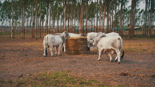 Young Brahman bulls eating hay