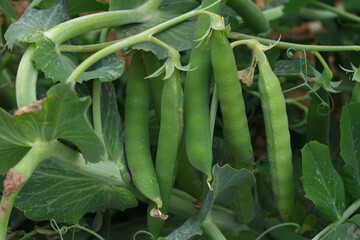 Green peas grow in the garden Beautiful close up of green fresh peas and pea pods. Healthy food,...