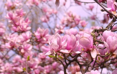Magnoliabranch with pastel  flowers  in full bloom in the spring