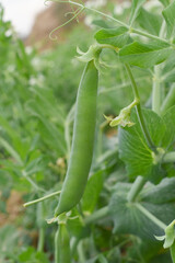 Green peas grow in the garden Beautiful close up of green fresh peas and pea pods. Healthy food, Bush of sweet pea with ripe pods cultivated on vegetable garden, green peas closeup in nature, Pakistan