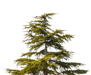 pine tree isolated on white