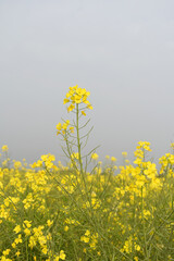 Mustard flower field is full blooming, yellow mustard field landscape industry of agriculture, mustard flowers closeup photo, Oil seed crop cultivation in Pakistan, Full Blooming Yellow Mustard Flower