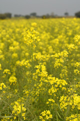 Mustard flower field is full blooming, yellow mustard field landscape industry of agriculture, mustard flowers closeup photo, Oil seed crop cultivation in Pakistan, Full Blooming Yellow Mustard Flower
